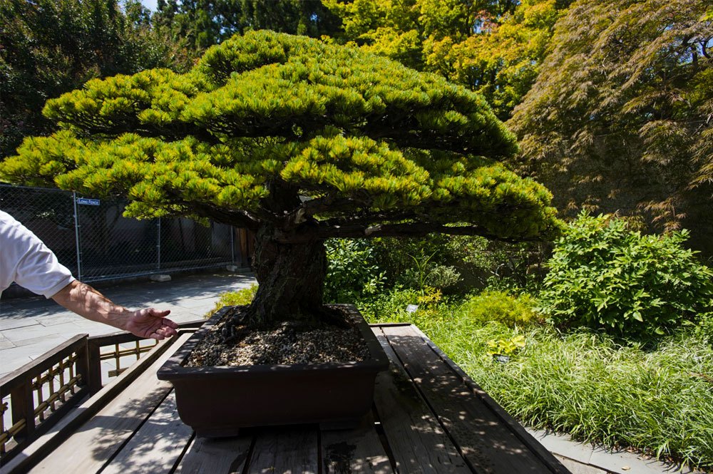 conicidade do bonsai bonsai em forma de cone