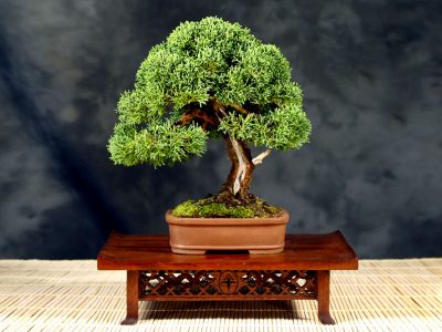 Juniperus Chinensis (Shimpaku)