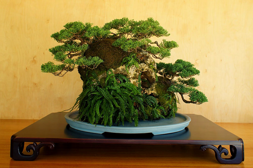 Ishitsuki. Bonsai estilo árvore sobre rocha
