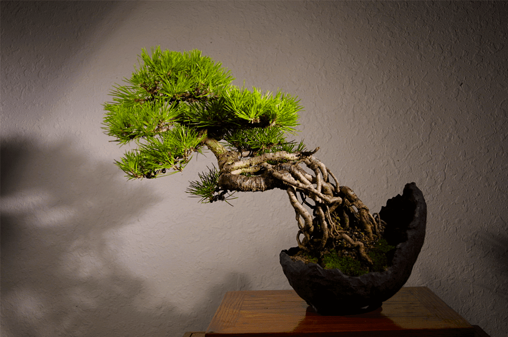 Itoigawa bonsai